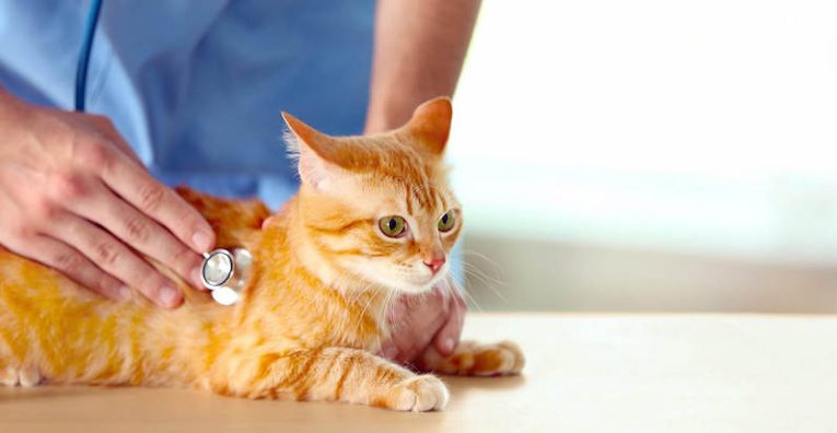 Bệnh giảm bạc cầu ở mèo