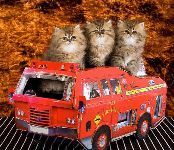 Đảm báo an toàn cho mèo trong trường hợp có cháy xảy ra