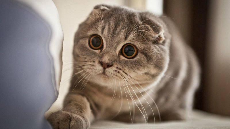 Mèo Scottish Fold, các giống mèo thọ nhất