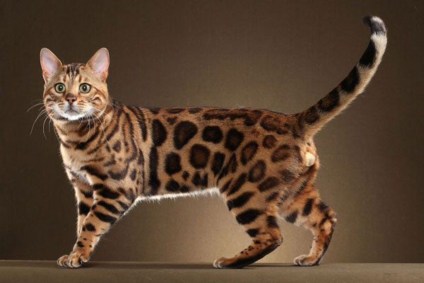 Mèo Bengal (Bengal)-giống mèo phổ biến nhất thế giới