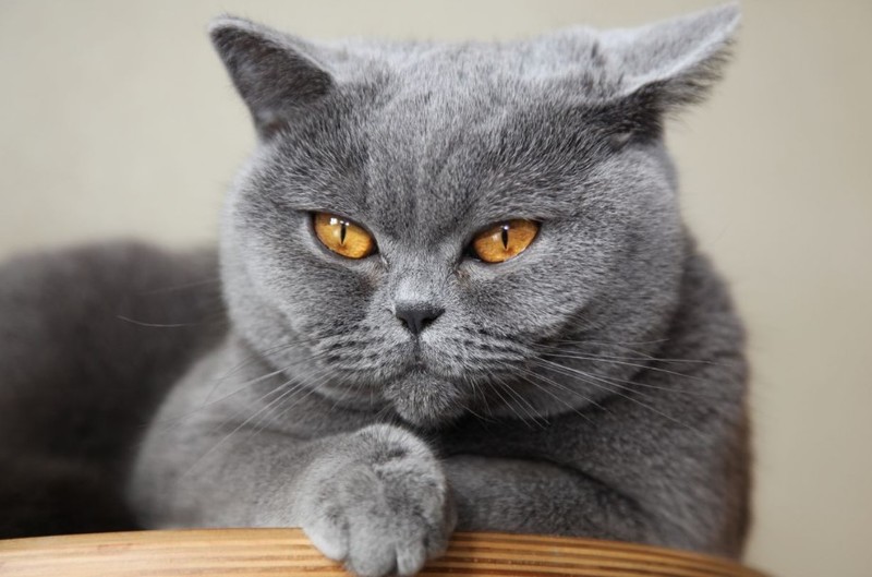 Mèo Anh lông ngắn (British Shorthair)- giống mèo phổ biến nhất thế giới