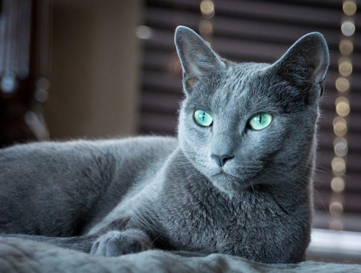 Mèo Nga (Russian Blue)-giống mèo phổ biến nhất thế giới