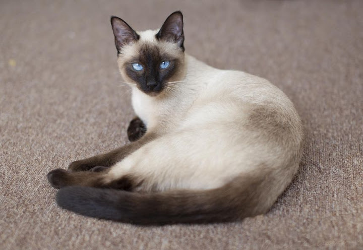 Mèo Xiêm Siamese, các giống mèo thọ nhất