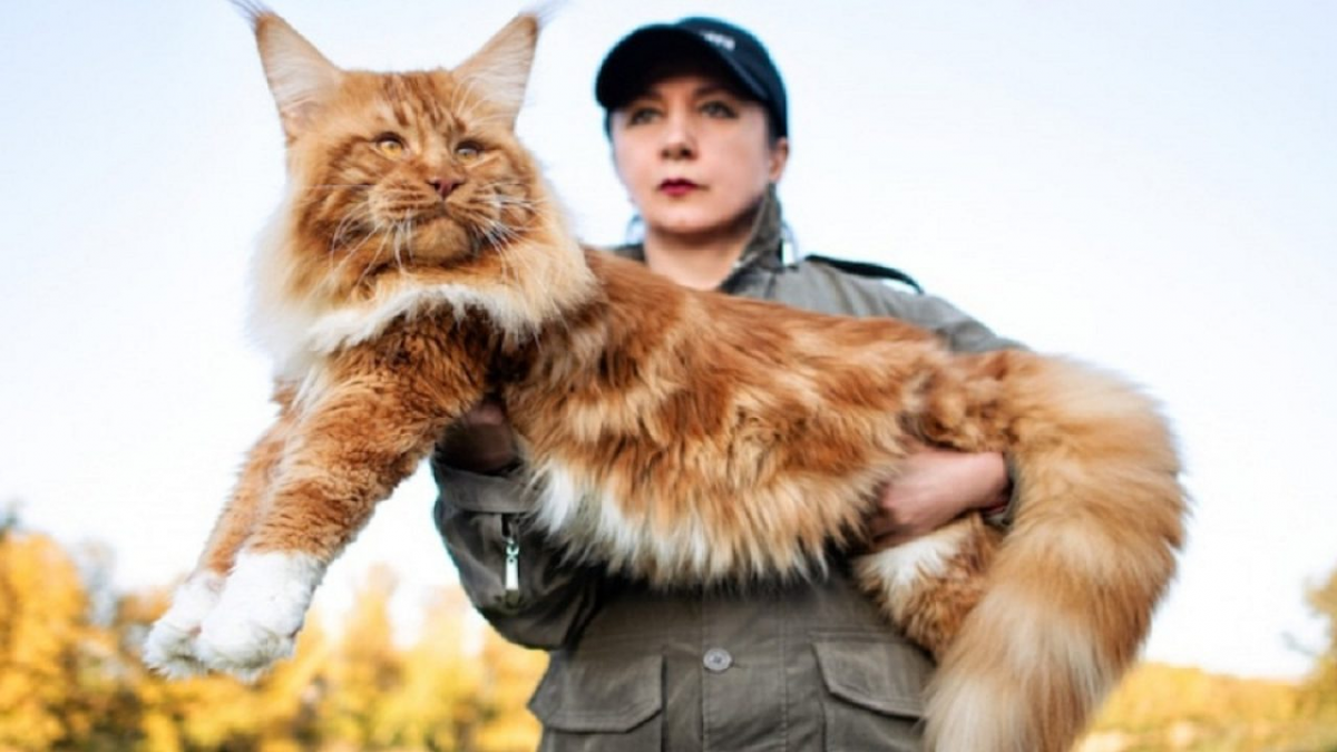 Mèo Maine Coon (Maine Coon)-giống mèo phổ biến nhất thế giới