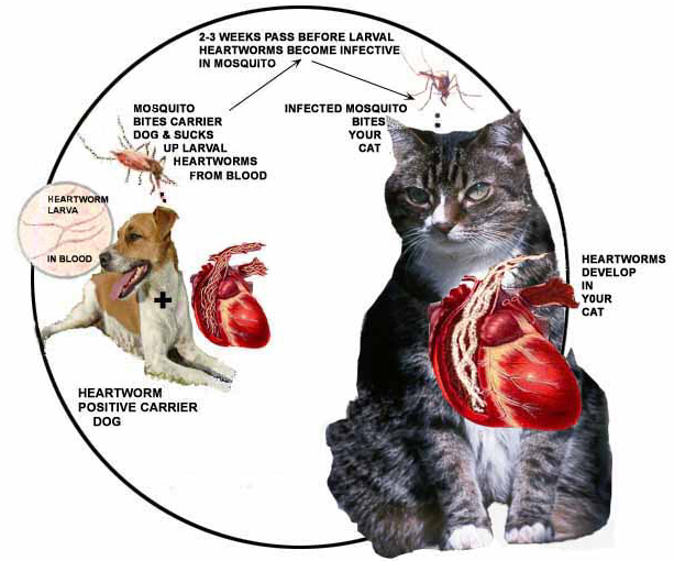 Bệnh Giun tim  (Heartworm Diseas) nguyên nhân dẫn tới mèo ho