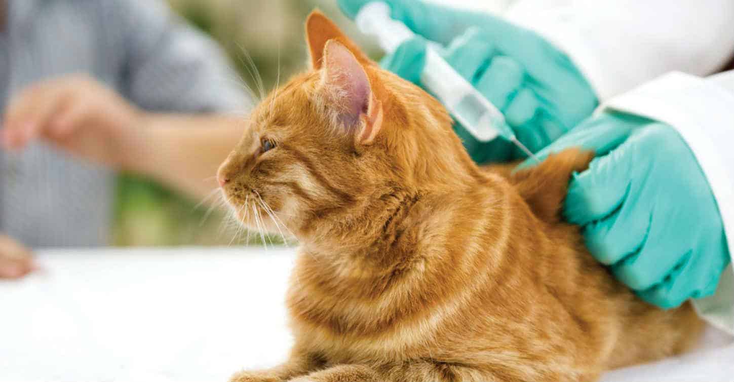 cách điều trị fip ở mèo, bệnh fip ở mèo có chữa được không, thuốc chữa fip ở mèo