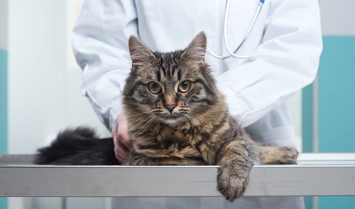 Chuẩn đoán và điều trị áp xe ở mèo
