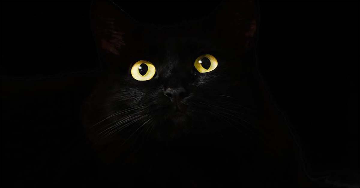 Mắt Mèo Phát Sáng Trong Bóng Đêm, Tại sao mắt mèo phát sáng vào ban đêm, mèo nhìn thấy gì trong bóng đêm