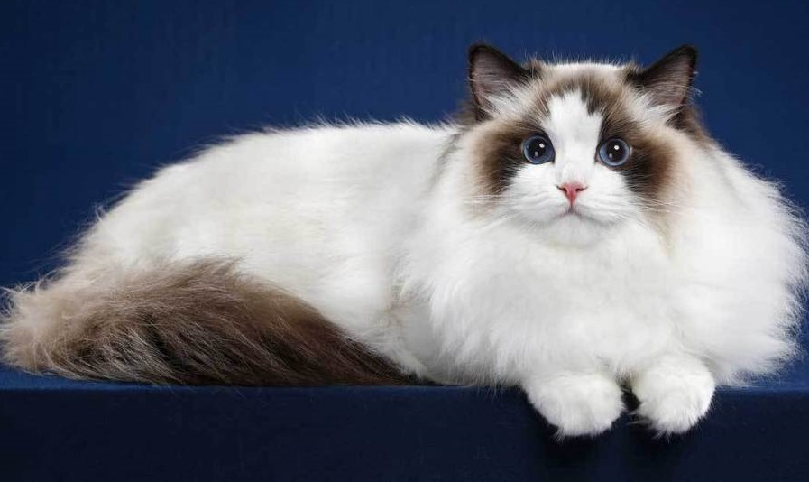 Mèo Ragdoll, các giống mèo thọ nhất