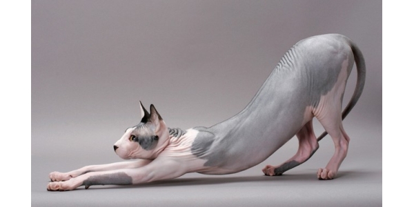 Mèo Sphynx, các giống mèo thọ nhất