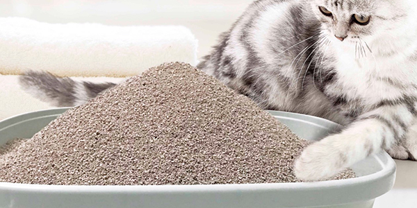 Tại sao mèo ăn cát vệ sinh