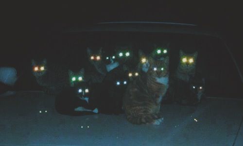 Mèo nhìn thấy gì trong bóng đêm, mắt mèo phát sáng trong bóng đêm