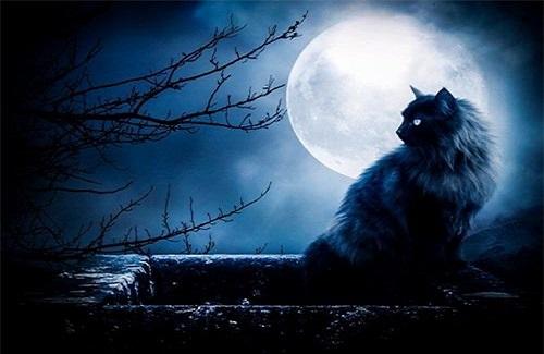 Những gì mèo có thể nhìn thấy trong bóng đêm, mèo nhìn thấy gì trong bóng đêm