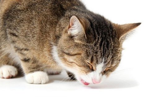 Tại sao mèo ói ra máu, nguyên nhân dẫn tới việc ói ra máu ở mèo, mèo nôn ra máu