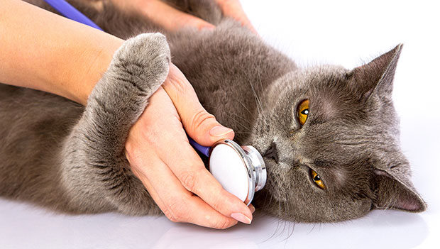 Nhiễm trùng hô hấp nguyên nhân dẫn tới mèo bị ho