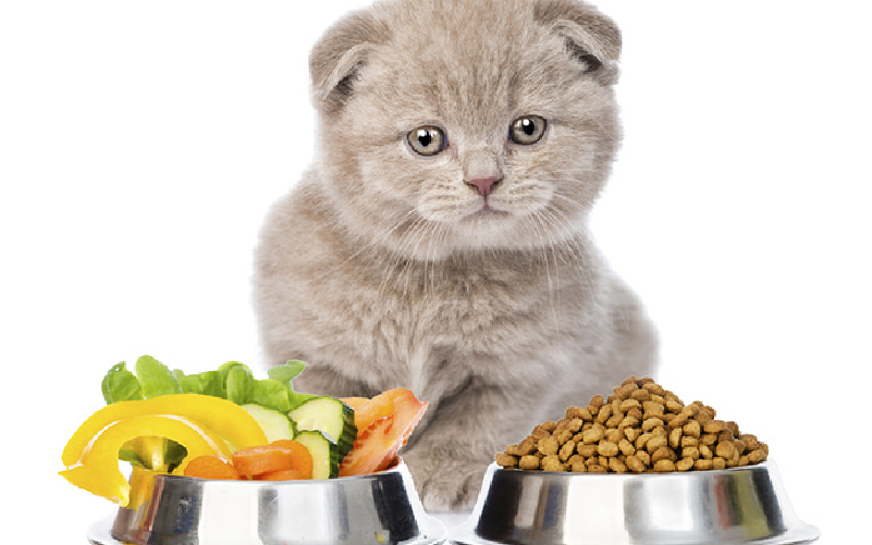Phòng ngừa giảm cân ở mèo