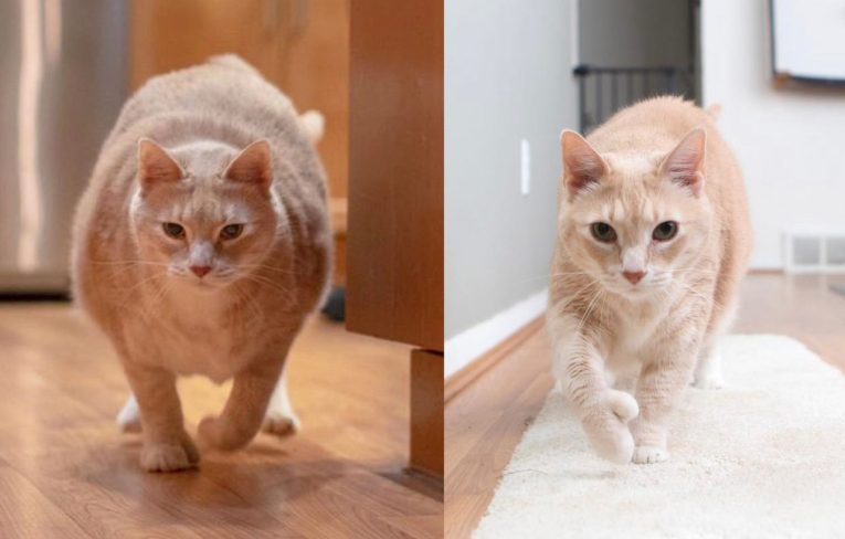 tại sao mèo lại giảm cân, mèo giảm cân là bệnh gì, mèo gầy trơ xương