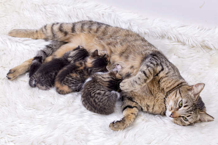 viêm tuyến vú ở mèo, nguyên nhân và cách điều trị, mèo vị viêm vú sữa