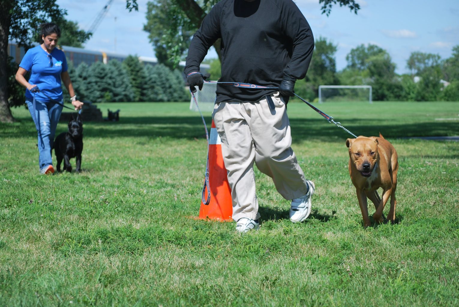 Huấn Luyện Pitbull đúng cách