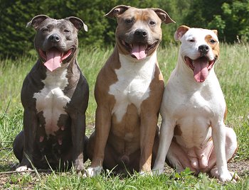 Cách huấn luyện chó Pitbull