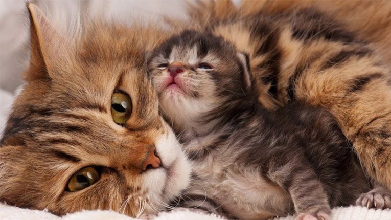 Chăm sóc mèo mẹ và mèo con sau khi sinh
