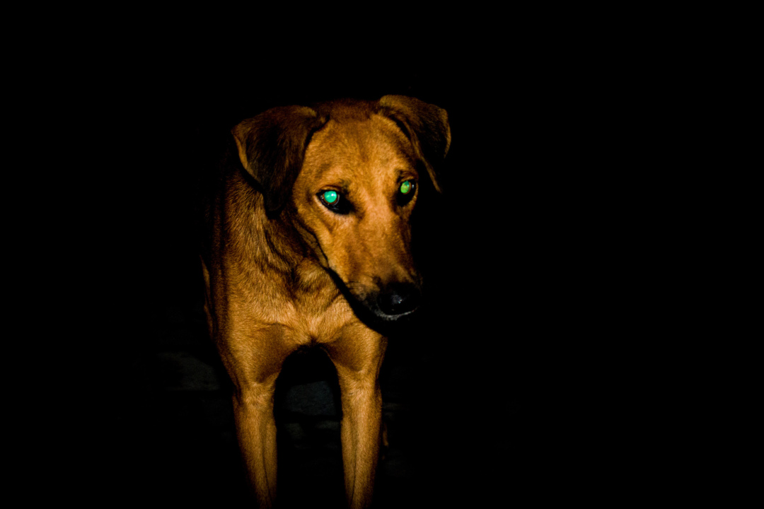 Chó có nhìn trong bóng tối không