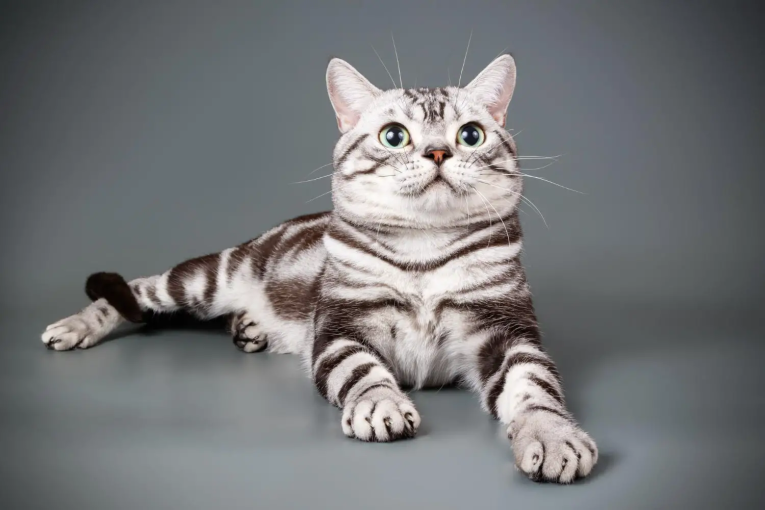 đặc điểm của mèo mỹ lông ngắn