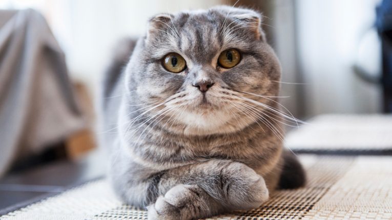 Đặc điểm mèo Scottish Fold tai cụp