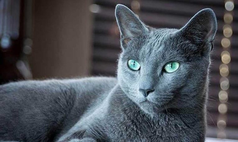 Mèo nga Russian Blue đặc điểm giá bán