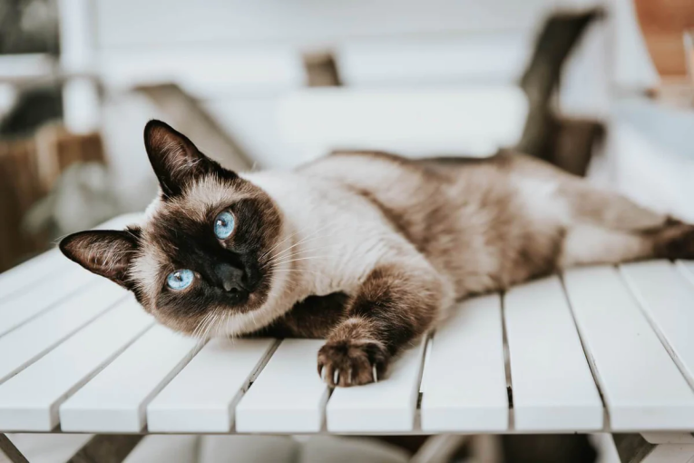 Mèo xiêm Siamese đặc điểm tính cách và giá bán