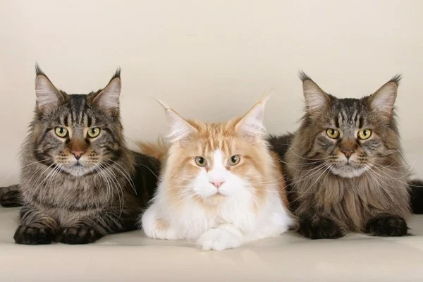 Chế độ ăn uống và dinh dưỡng Maine Coon