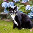 hoa cẩm tú cầu gây độc cho mèo