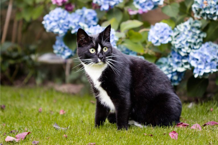 hoa cẩm tú cầu gây độc cho mèo