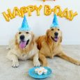 Tổ chức sinh nhật cho chó cưng của bạn
