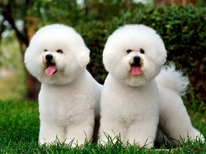 Chó Bichon Frise 