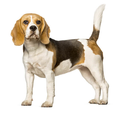 Chó Beagle