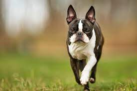 Chó Boston Terrier 