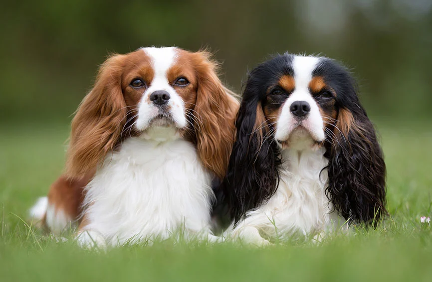 Chó Cavalier King Charles Spaniel 