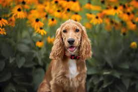 Chó Cocker Spaniel 