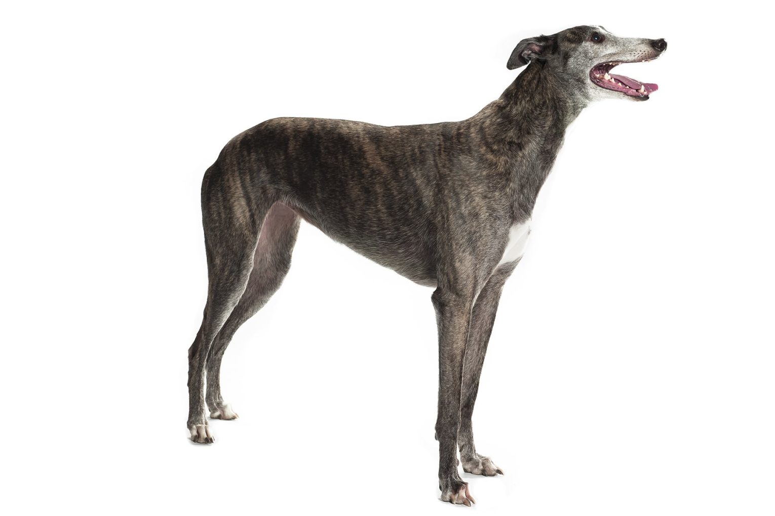 Chó Greyhound