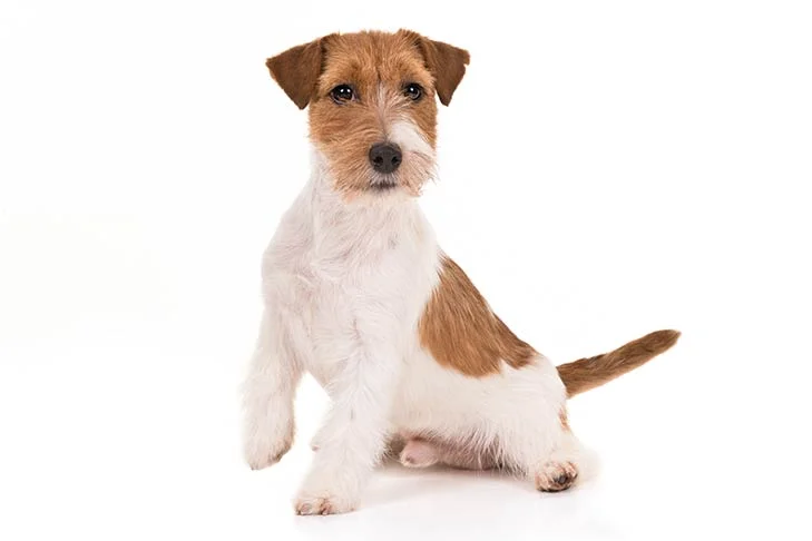 Chó Jack Russell Terrier 