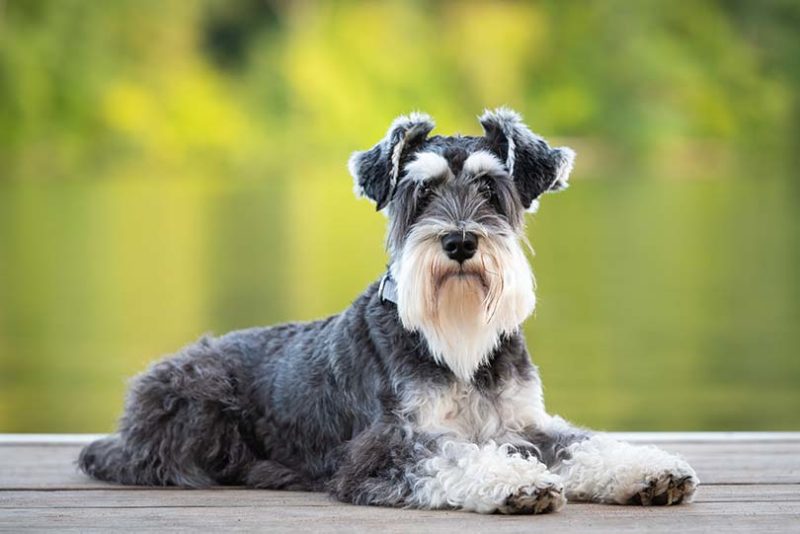 Chó Miniature Schnauzer 