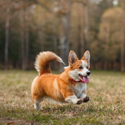 Chó Pembroke Welsh Corgi