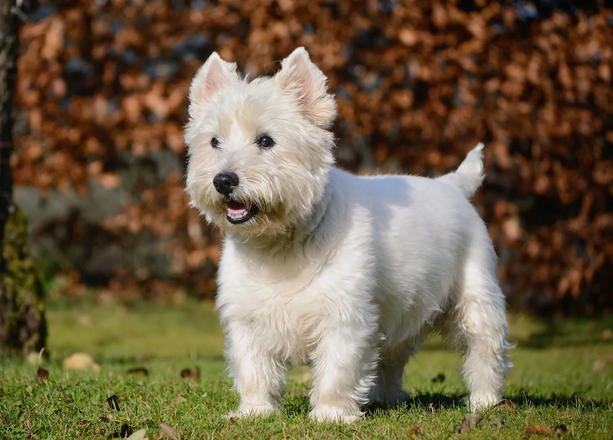 Chó West Highland White Terrier 